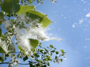 pollen-spreading-from-a-tree